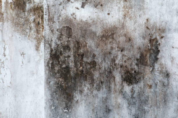 Best Asbestos and Lead Testing During Mold Inspection  in Mckee City, NJ
