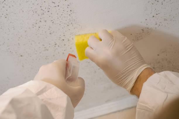 Best Mold Remediation for Vacation Homes  in Mckee City, NJ