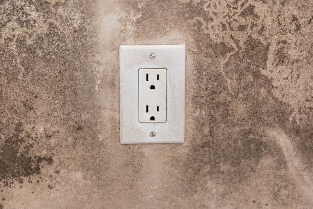 Best Mold Damage Restoration  in Mckee City, NJ