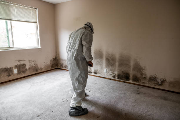 Best Real Estate Mold Inspection  in Mckee City, NJ